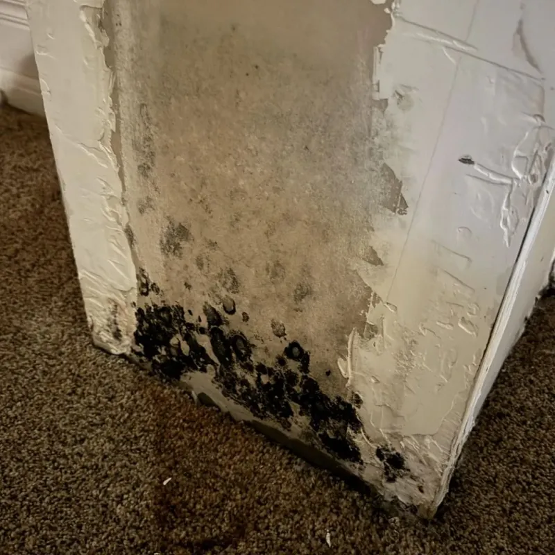 Professional Mold Removal in Benton County, MS